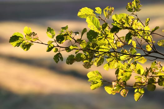the evening sun