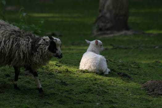 Spotlight on lamb
