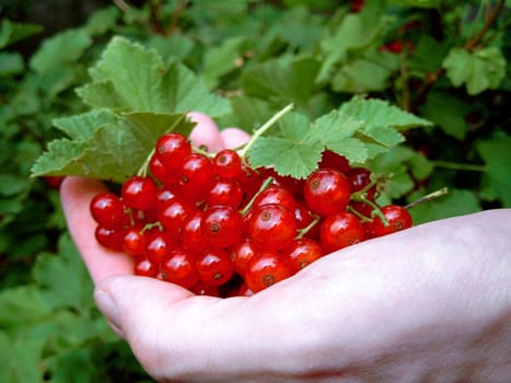 Currant harvest