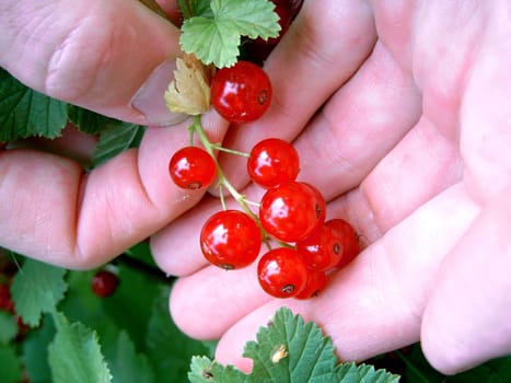 Red currants - harvest