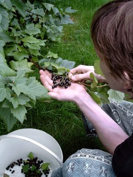 Black currants - harvest