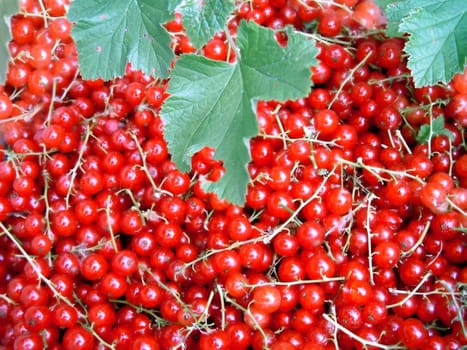 A healthy currant bush lives an average of 15 years. During this time,it produces 55 kg of berries,60 kg of wood and 15 kg of foliage.