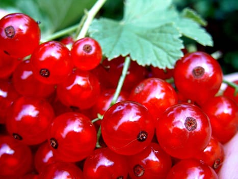 A healthy currant bush lives an average of 15 years. During this time,it produces 55 kg of berries,60 kg of wood and 15 kg of foliage.