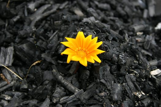 the beginning of a new life