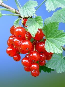 A healthy currant bush lives an average of 15 years. During this time,it produces 55 kg of berries,60 kg of wood and 15 kg of foliage.