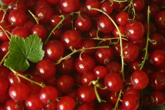 Red currants