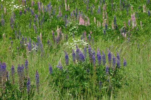 Lupins