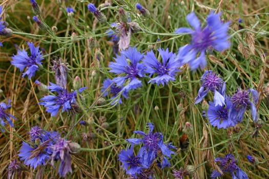 Cornflowers