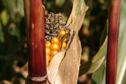 Corncob