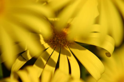 Yellower