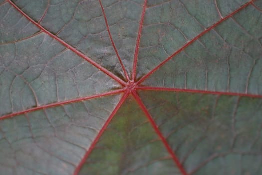 Leaf Center
