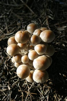 Forest mushrooms