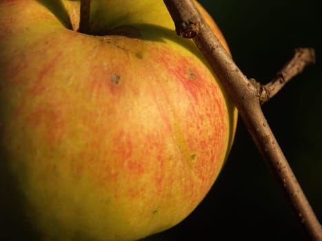 Apples without (New York)