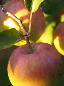 Apples II