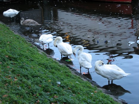 A small series of swans and geese.