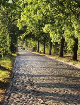 Avenue