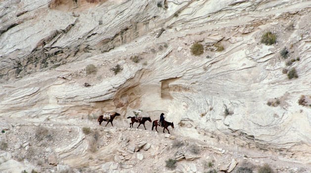 Horses of burden
