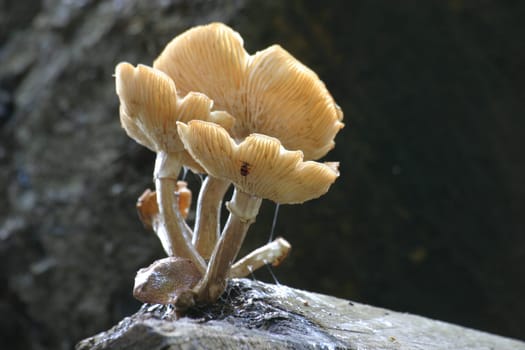 Mushroom Assembly