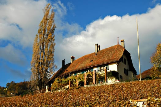 Winery in Vaud,Switzerland