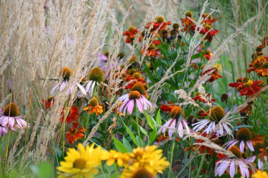 Flowers in the evening (end of summer)