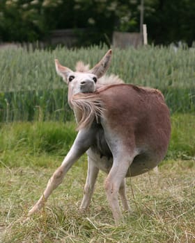 someone should say again that donkeys are not flexible -))