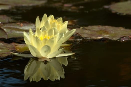 at the water lily pond (3)