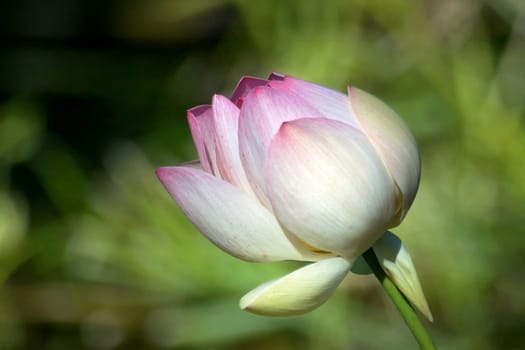 This lotus flower has not yet been kissed by the sun,because only then does it open. But unfortunately I missed it that day.