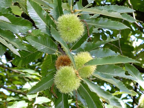 Sweet chestnuts can reach an age of over 1,000 years. In the open field,the sweet chestnuts bloom for the first time at an age of 20 to 30 years. The first fruit yields can be expected after 20 years. The nut-like fruits are edible and are used as a whole.