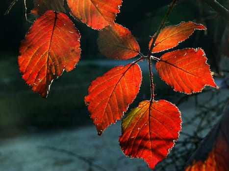 (Fall foliage) or (fall leaves) or (autumn leaves)