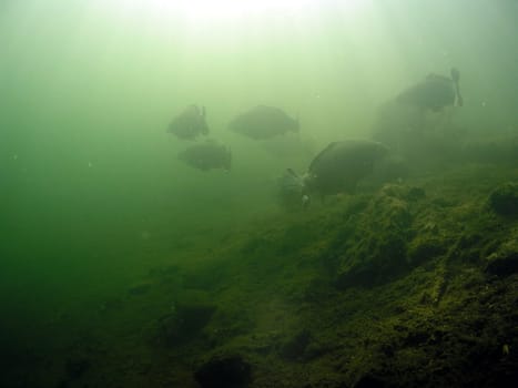 "like grazing deer,in the morning mist,in a forest clearing"" - flock of large grass carp in search of food together"