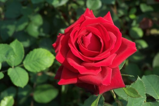 Red Rose