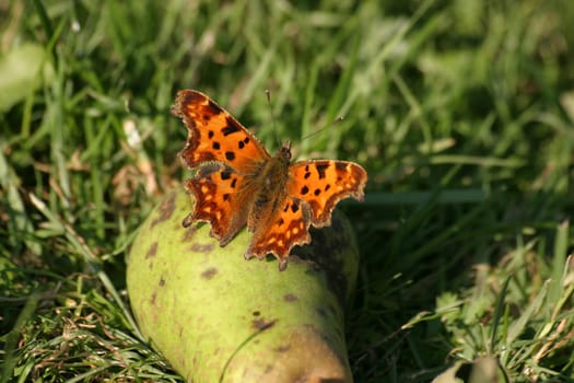 Comma