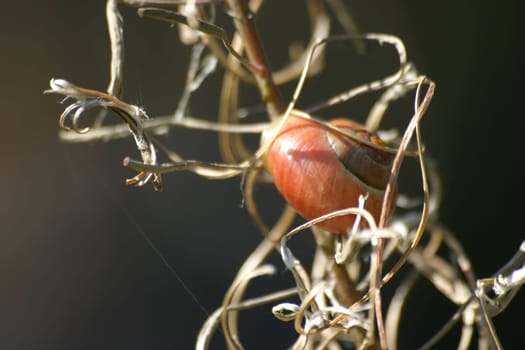 Entrenched snail