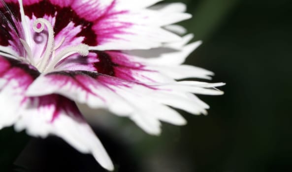 Carnation II