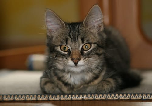 Our new little cat. We found him near our property when he was very small,the mother was probably run over by a car. He has now settled in well.