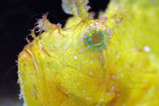 Leaf fish