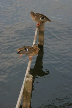 Mallards