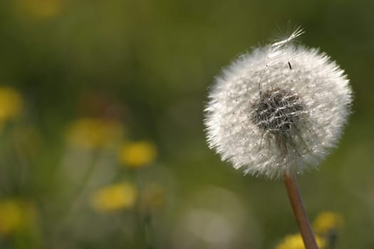 Dandelion