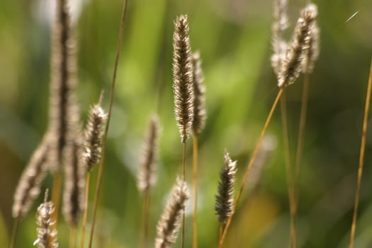 Grasses
