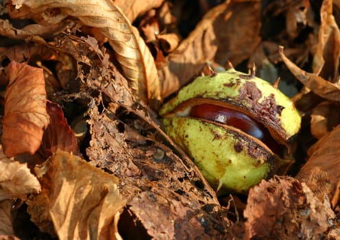 Autumn fruit... 3