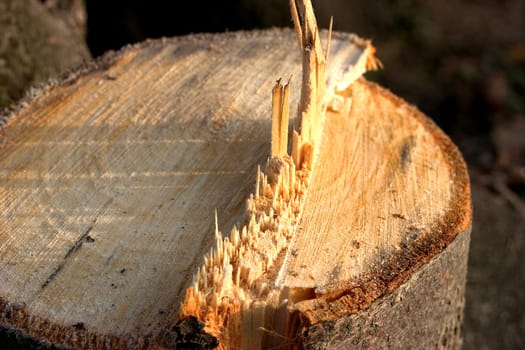 Tree stump 01