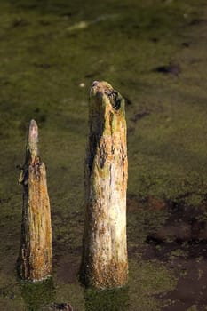 Piles 01