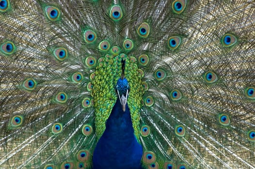 Pfau / Peacock