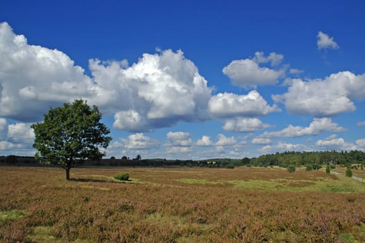 Taken on holiday during a bike tour through the heath near Schneverdingen