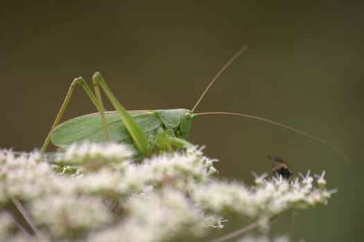 Green grasshopper