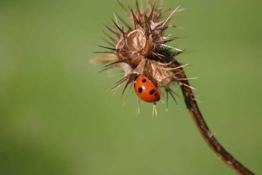 Seven-point on thistle