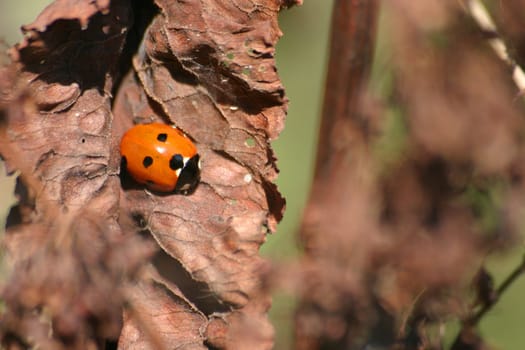 Ladybird