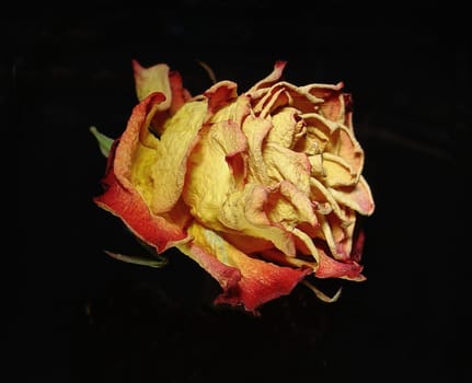 Last Rose