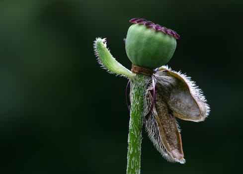 Poppy seed capsule