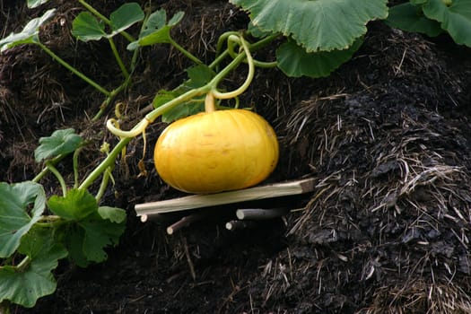 Pumpkin